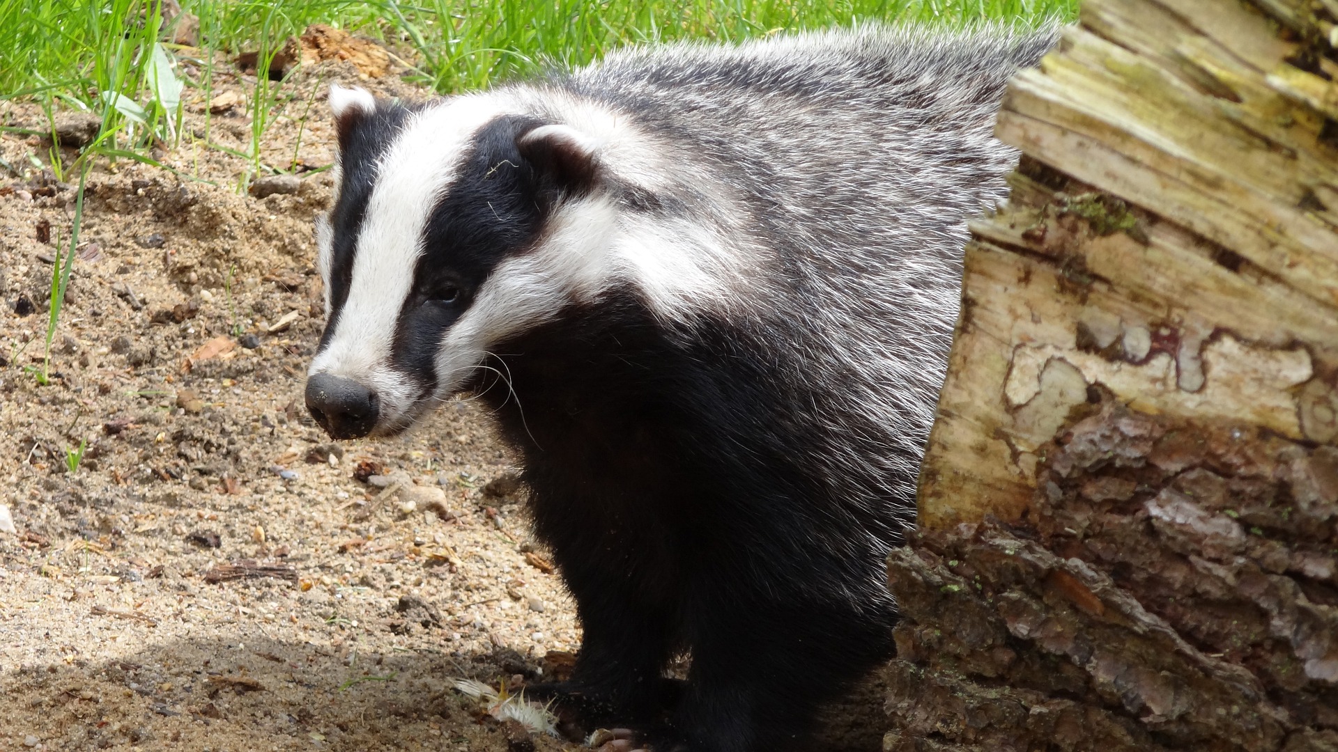 badger-culling-gillian-keegan