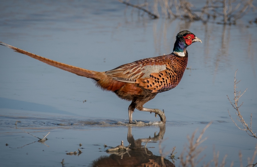 pheasant