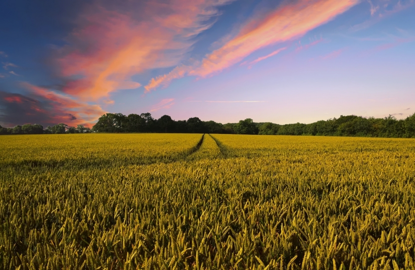 Field at sunset 