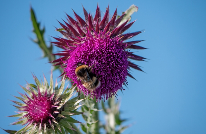 Bee on a wildflower