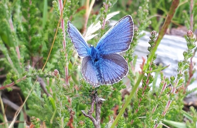 Holly Blue butterfly