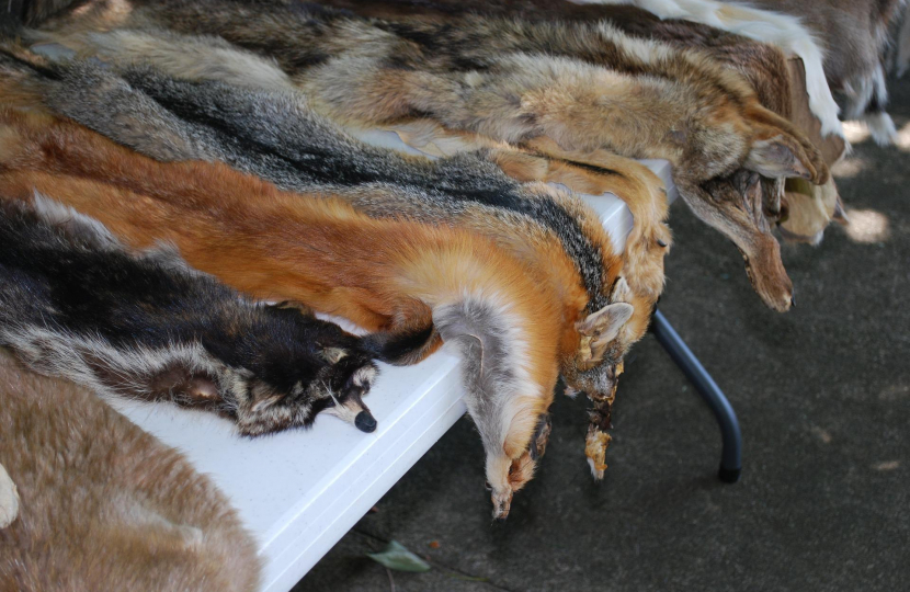 animal pelts asset 