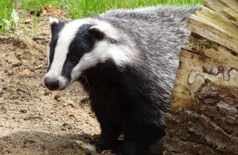 Badger asset