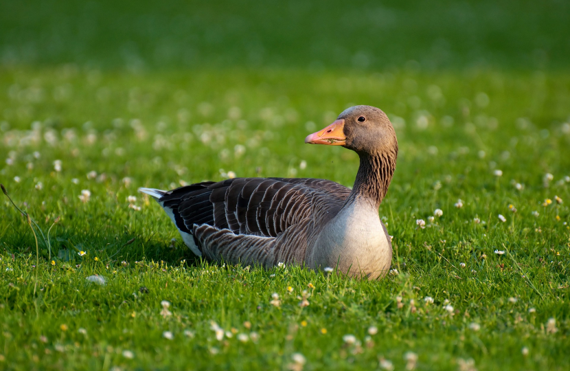 goose asset 