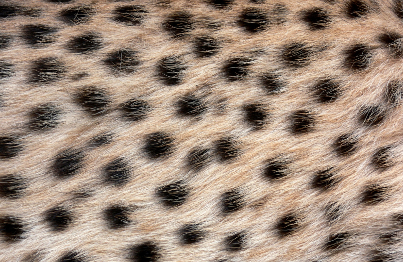 Cheetah Fur