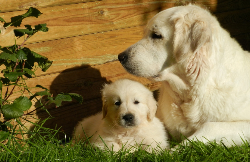 Puppy with Dog