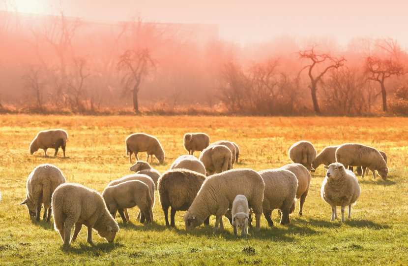 Sheep in Field