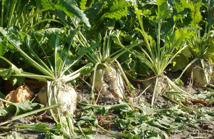 Sugar Beet Crops