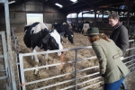 Gillian on farm near Midhurst