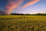 Field at sunset 