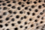 Cheetah Fur