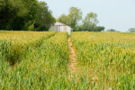 Farmland 