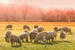 Sheep in Field