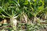 Sugar Beet Crops